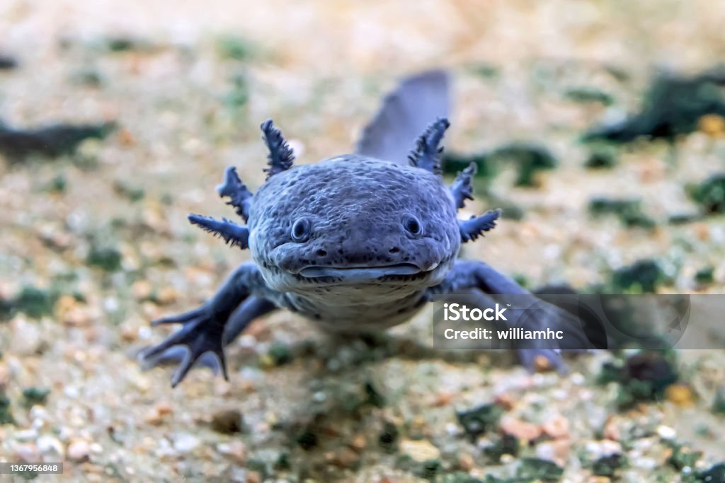 Blue Axolotl